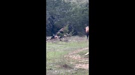 Cow and bison showdown in Hamilton, Texas, captured on video