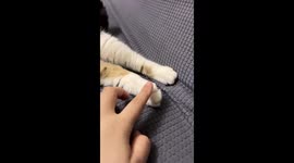 Annoyed cat turns back on owner playing with its paws