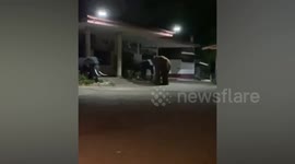 Territorial wild tusker attacks elephant bull statue it mistook for rival in Thailand
