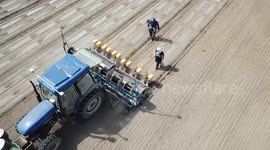 Smart cotton planting in China's Xinjiang
