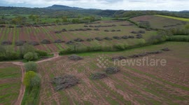Heineken slammed for felling 300-acre orchard - the size of 140 football pitches