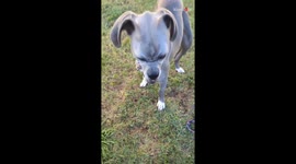 Angry dog filter turns a Great Dane into a misunderstood monster