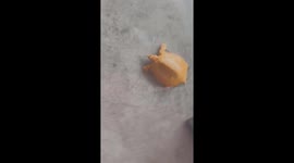 Strange Yellow Mutant Turtle in Vietnam