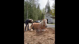 Majestic Horse Lets Loose Train of Toots