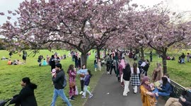 Huge numbers of people take selfies with Cherry Blossom Trees at Greenwich Park