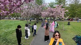 The sad sight of people damaging the beautiful Cherry Blossom trees in Greenwich Park for selfie and photo opportunities
