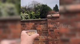 Man strikes up unlikely friendship with robin he now handfeeds each day
