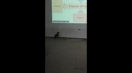 Cat chases mouse cursor arrow on projector screen