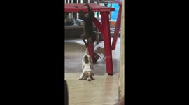 Monkey tries to pull puppy by its tail