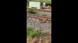 Train driver slams breaks when he spots stray dogs on track