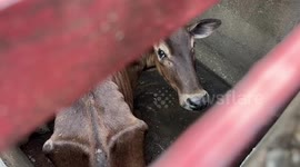 Emaciated cow stuck for 10 days in drain rescued by firefighters