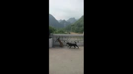 Courageous puppy protects friend from bully monkey in China