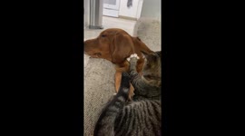 Cat Masseuse Gives Dog a Massage