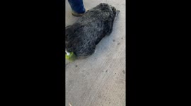 Drill-Powered Dog Grooming Trick