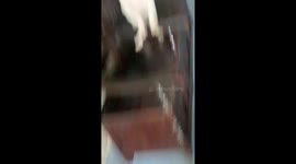 Happy Dog Greets Owner at the Door