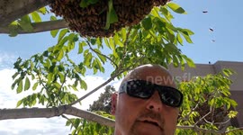 Beekeeper Falls Off Ladder