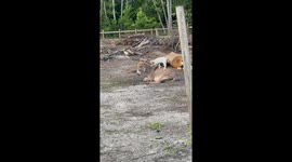 Young Goat Plays On Donkey Jungle Gym