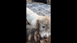 Pet owner returns home to find house completely covered in mud thanks to mischievous dog