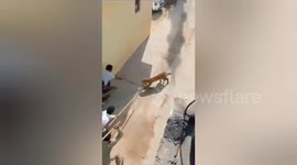 7 people's injured following leopard attack in India