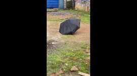 Pet dog drags umbrella around yard to keep dry during rain