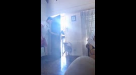 Cleo the dog's joy: welcoming aunt Karina with endless tail wags