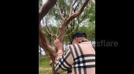 Elderly Chinese man's bizarre workout routine of 'playing' tree sparks curiosity