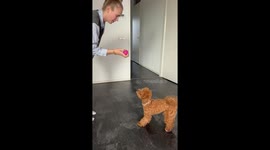 Hide and seek with Gigi the dog: a hilarious game of fetch and find