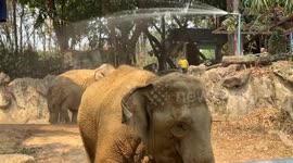 Elephants sprayed with water to cool off during high temperatures in Thailand