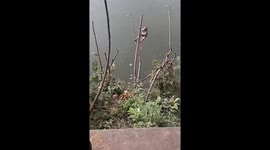 Monkey's playful antics end with splash as branch breaks in Jiangsu Province
