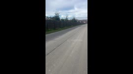 Caught on camera: dog carries duck in mouth while running alongside road in Lviv, Ukraine