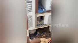 In South India rescue of baby stuck on tin roof of Apartment