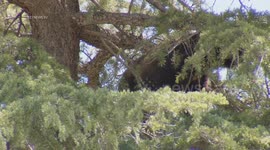 USA: Black Bear Encountered During Escape in Neighborhood in Castaic, LA