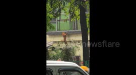 Owner saves dog dangling from building's roof in China