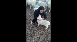 Sheep headbutts woman trying to pet lamb in Inner Mongolia grassland