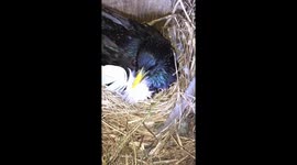 While doing some housework in the nest, a male starling gets a feather stuck to his beak, resulting in a humorous moment.