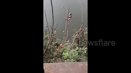 China: Monkey's playful antics end with splash as branch breaks in Jiangsu Province