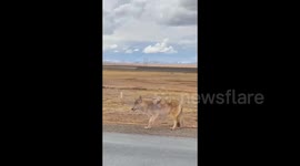 China: Wolves Scavenging Alongside the Road