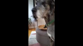 Great Dane has found his arch enemy... a new bouquet of flowers