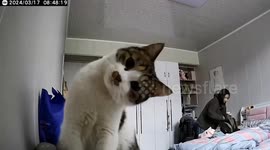 China: The Kitten Who Stares at the Camera