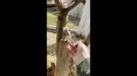 Cute squirrel asks for snacks