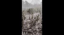 Severe hailstorm damages crops in Chinese village