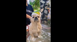 Pet chihuahua has series of hilarious hair styles while being washed