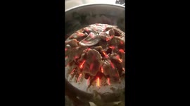 What's cooking? Siberian husky smells barbecue and peers over garden fence