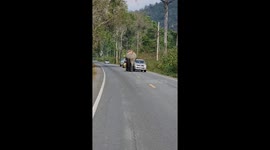 Giant appetite! Large elephant checks passing trucks for snacks