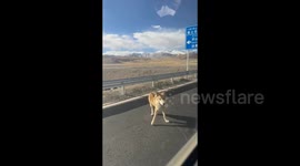China: Wild wolves in close proximity to humans in Ali, Tibet