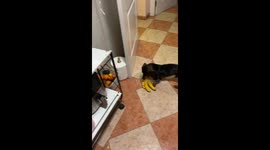 Banana bandit: Miniature dachshund caught in fruit heist