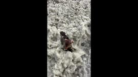 Doggy spa day: frolicking in algae foam at The Hague beach