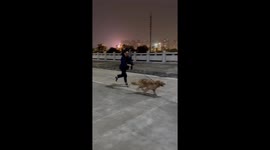 Puppy's playful plunge: Walk takes tumble in China