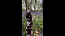 Springer Spaniel Takes a Stroll Through Beautiful Bluebell Woods