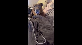 Doggo demands attention: laundry day struggles!